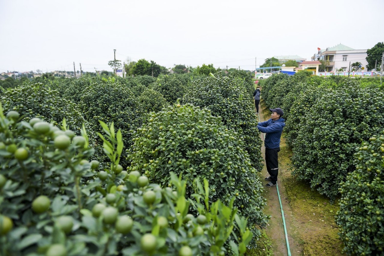 Ngôi làng trồng quất ở Nam Định vượt lên khó khăn để gìn giữ và phát triển nghề truyền thống