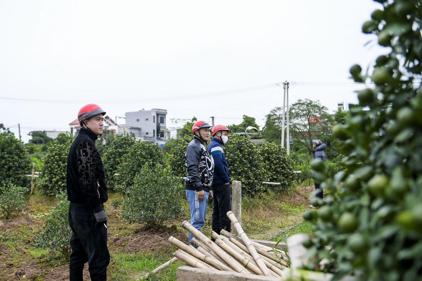 Ngôi làng trồng quất ở Nam Định vượt lên khó khăn để gìn giữ và phát triển nghề truyền thống
