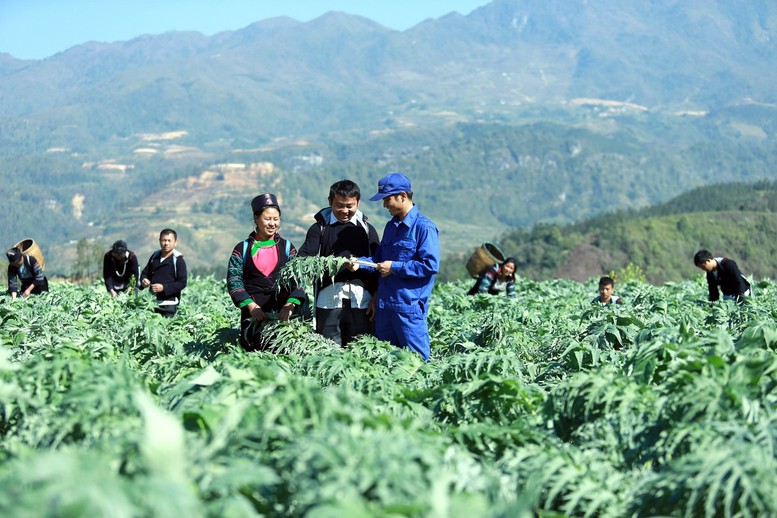 Đề xuất nguyên tắc nuôi, trồng phát triển, thu hoạch cây dược liệu trong rừng