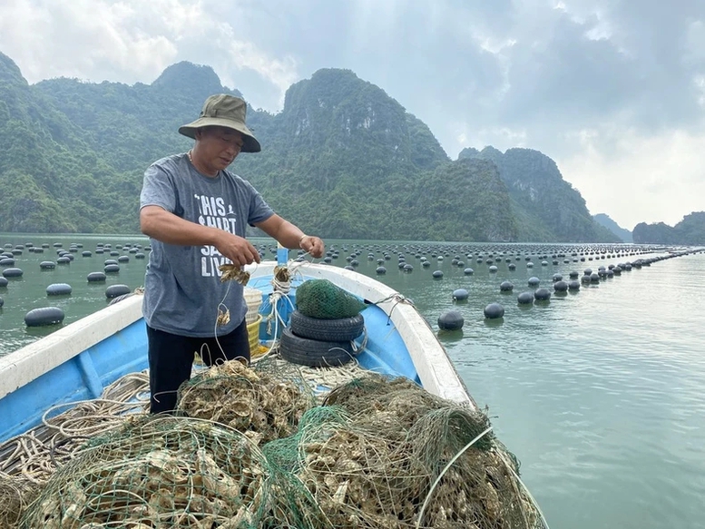 Công điện của Thủ tướng Chính phủ về đẩy mạnh khôi phục sản xuất nông nghiệp sau bão số 3