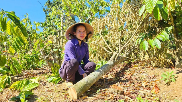 Mâu thuẫn đất đai và tình cảm, anh rể phá vườn cà phê của em vợ