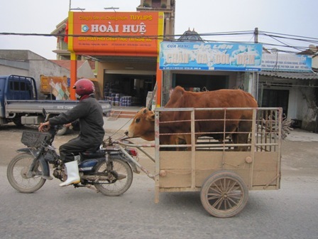 Hành vi điều khiển xe vật nuôi kéo vi phạm giao thông sẽ bị xử lý như thế nào?