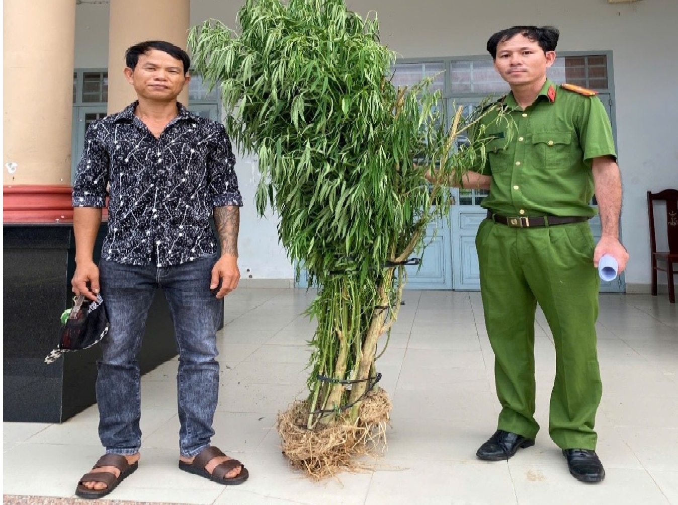 Phát hiện đối tượng trồng trái phép cây cần sa ở Đồng Nai