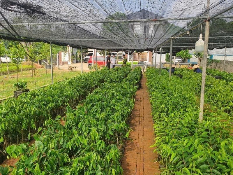 Khởi tố nhóm đối tượng buôn lậu gần 100.000 cây dó bầu