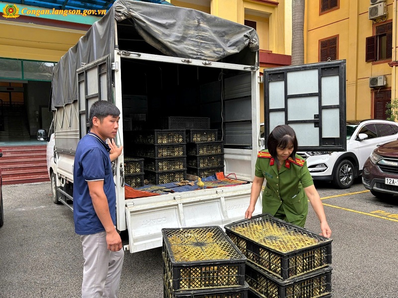 Lạng Sơn: Tạm giữ 6.000 con vịt giống không rõ nguồn gốc