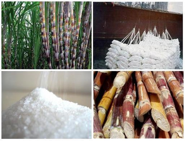 Nghiên cứu hỗ trợ doanh nghiệp mía đường duy trì sản xuất bền vững