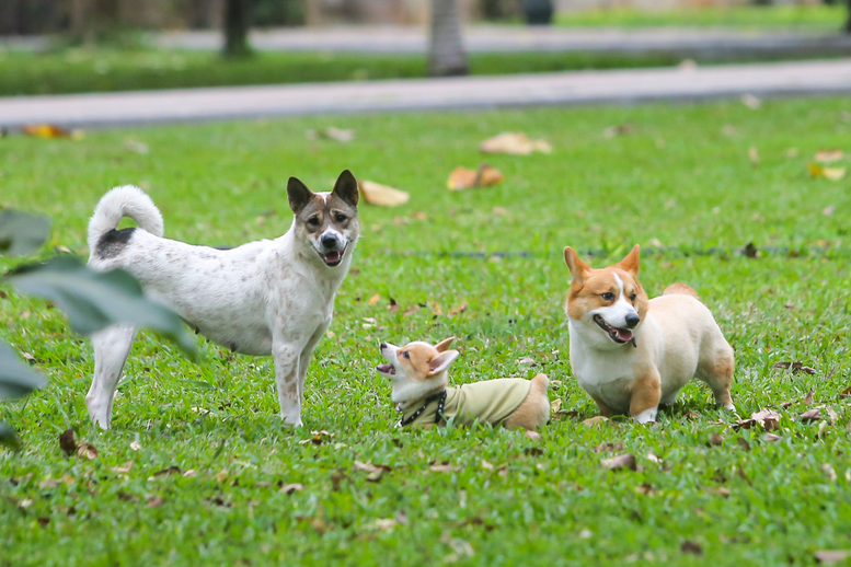 Thả rông động vật nuôi ở nơi công cộng bị phạt tới 1 triệu đồng