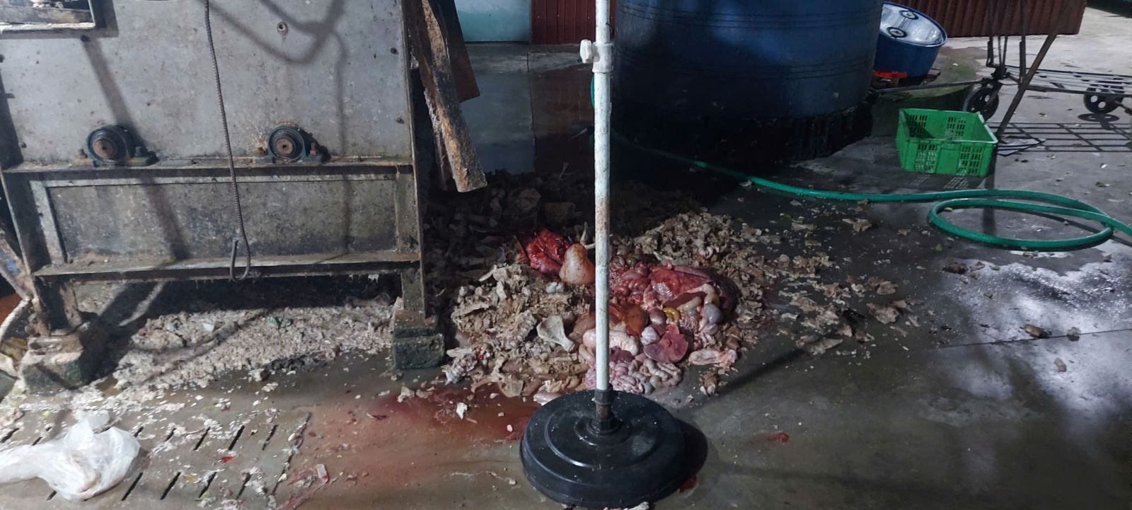 Khởi tố 2 vợ chồng bán thịt lợn nhiễm dịch tả châu Phi