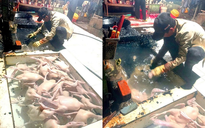 Dung dịch 'bí ẩn' trong lò giết mổ chui: Hiểm họa an toàn thực phẩm trước Tết