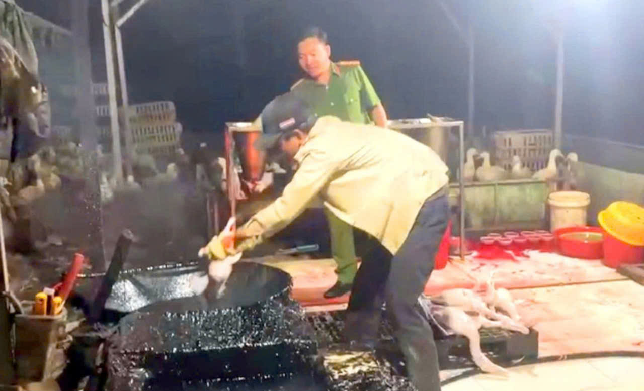 Dung dịch 'bí ẩn' trong lò giết mổ chui: Hiểm họa an toàn thực phẩm trước Tết