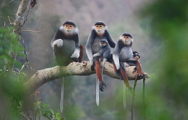 Hoàn thiện khung pháp lý về bảo tồn loài nguy cấp, quý, hiếm