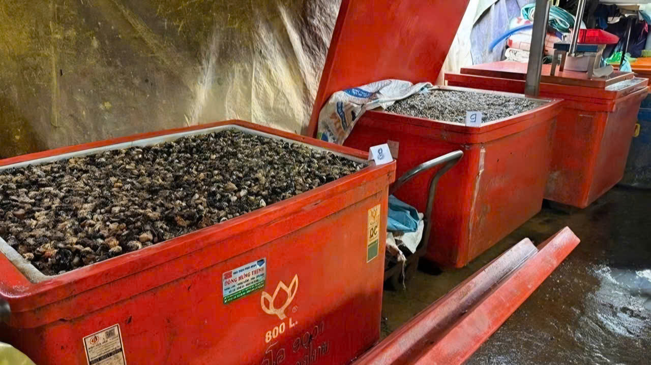 Ốc bươu ngâm 'thủy tinh lỏng': Cái giá phải trả cho hành vi trục lợi trên sức khỏe người dân