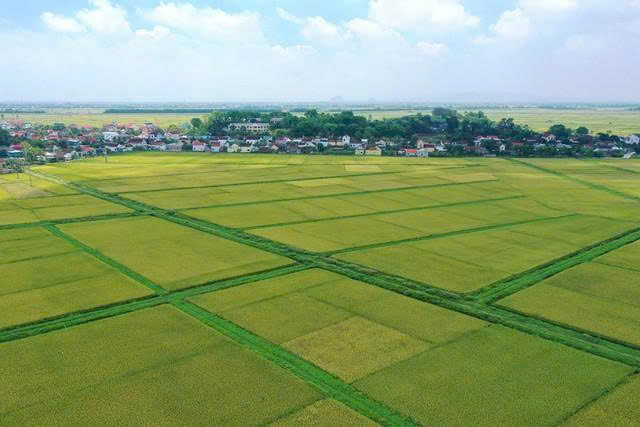 Vượt hạn mức đất nông nghiệp, có phải làm thủ tục thuê đất?