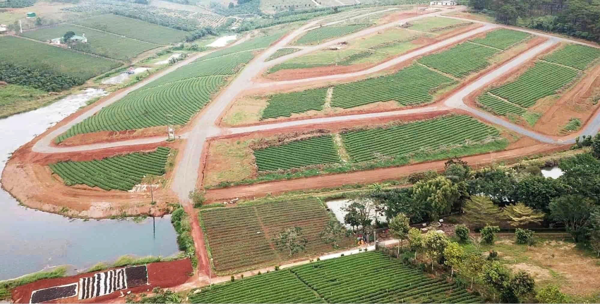 dat-trong-cay-lau-nam-1778590496.jpg