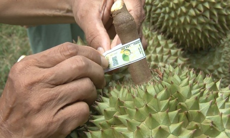ma-so-vung-trong-2-17848514663341485920331-17855002992801616565204-1785671457.jpg