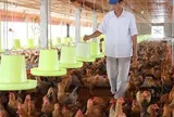Tiền công chăn nuôi gia công của hộ kinh doanh có phải nộp thuế?