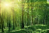 Tự ý tổ chức tham quan, nghỉ dưỡng trong rừng bị xử phạt ra sao theo quy định mới?