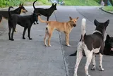 Lại chuyện... chó