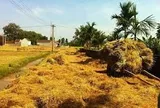 Đường rơm