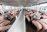 Dự án chăn nuôi có thuộc diện phải đánh giá tác động môi trường?