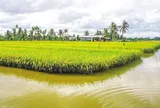 Đất trồng lúa sát khu dân cư có được chuyển sang đất ở?
