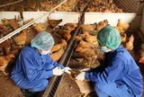 Trường hợp nào được hỗ trợ khi vật nuôi phải tiêu hủy vì dịch bệnh?