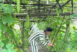 Quy định trình tự, thủ tục công nhận phạm nhân vi phạm đã cải tạo tiến bộ