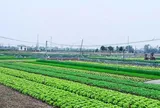Khi nào đất nông nghiệp hết hạn được gia hạn, khi nào bị thu hồi?