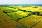 Tự ý chuyển đổi đất trồng lúa bị xử phạt ra sao theo quy định mới?