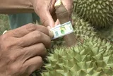 Đơn giản hóa TTHC về mã số vùng trồng, mã số cơ sở đóng gói