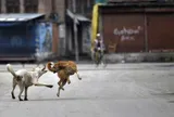 Mồm chó vó ngựa