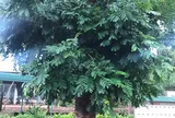 Giá mà cây biết nói?