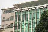 Bồ câu trên phố