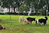 Quy định về đeo rọ mõm, xích giữ chó khi ra nơi công cộng