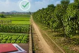 Chuyển từ đất trồng cây hằng năm sang đất trồng cây lâu năm có bị xử phạt?