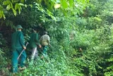 Mức phụ cấp ưu đãi nghề của Lực lượng chuyên trách bảo vệ rừng được xác định thế nào?