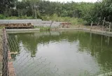 Đất ao đã cấp sổ đỏ bị xác định lại thời hạn sử dụng khi thừa kế, xử lý thế nào?