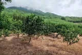 Có được đề nghị tính lại tiền sử dụng đất sau khi nhận được thông báo số tiền phải nộp từ cơ quan thuế?
