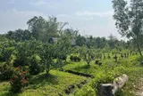 Điều kiện để được giảm tiền sử dụng đất khi chuyển đất trồng cây lâu năm sang đất ở?