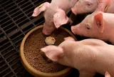 Làm môi giới sản phẩm thức ăn chăn nuôi, chịu thuế suất GTGT bao nhiêu?