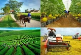 Tổ hợp tác đáp ứng các tiêu chí quy định có thể hưởng chính sách hỗ trợ như hợp tác xã