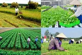 Đề xuất sửa đổi tiêu chí thụ hưởng chính sách hỗ trợ của Nhà nước đối với hợp tác xã