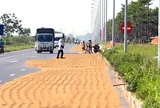 Phơi thóc, rơm rạ chiếm lòng đường gây tai nạn có thể bị xử lý hình sự