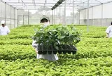 Tổ chức vi phạm về sản xuất, buôn bán giống cây trồng bị phạt đến 100 triệu đồng