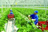 Chính sách về khuyến nông