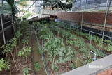 Chuyện sâm ngọc linh nhân một vụ án về sâm
