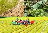 Nâng mức hỗ trợ phí bảo hiểm nông nghiệp