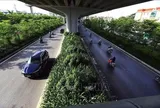Hà Nội quy định 18 loại cây cấm trồng, 33 loại cây được trồng nơi công cộng