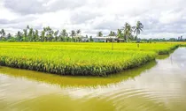 Đất trồng lúa sát khu dân cư có được chuyển sang đất ở?