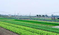 Khi nào đất nông nghiệp hết hạn được gia hạn, khi nào bị thu hồi?
